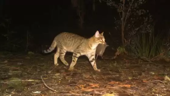 Tiere zählen mit Kamerafallen