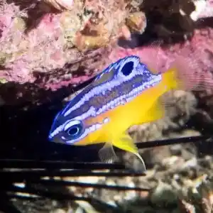 この夏、オーストラリアのビーチを訪れてみませんか?ここでは、注目すべき主な海洋動物をいくつか紹介します。